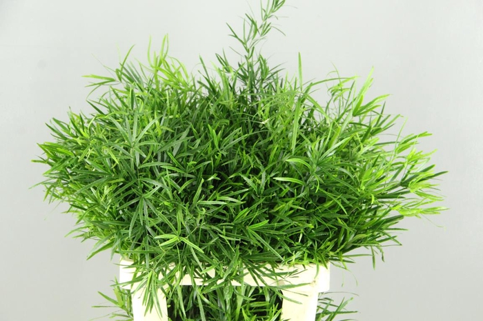 <h4>Asparagus Falcatus</h4>