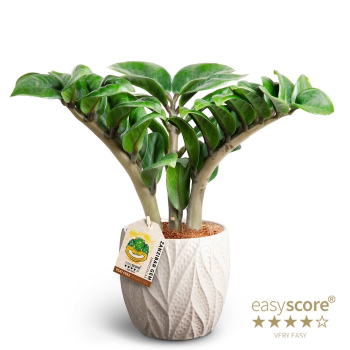 ZAMIOCULCAS ZAMIIFOLIA