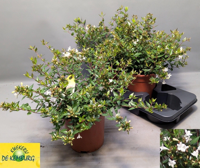 <h4>ABEL GRANDIFLORA</h4>