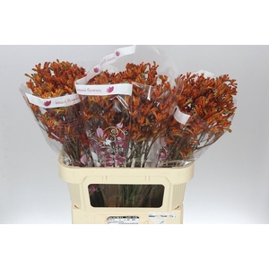 Anigozanthos Orange Fever