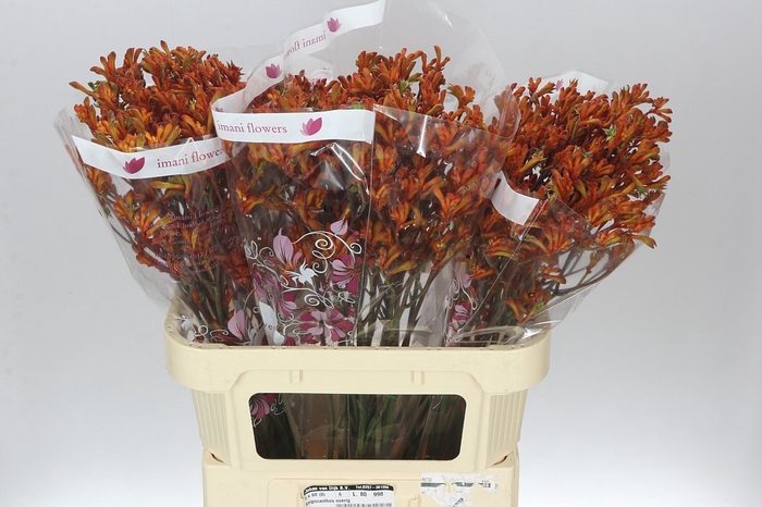 <h4>Anigozanthos Orange Fever</h4>