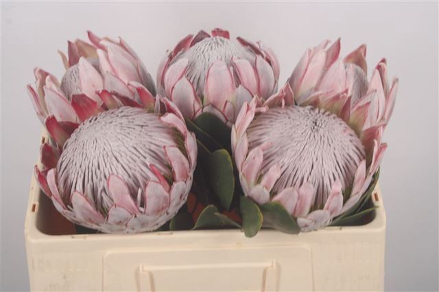 <h4>PROTEA CYNAROIDES</h4>