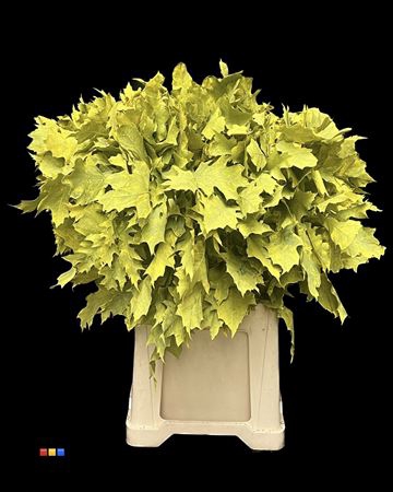 <h4>Eikeblad Frosted Yellow 60cm</h4>