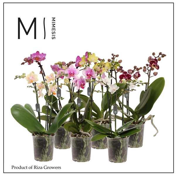 <h4>Mimesis Phal. Mix - 3 spike 9cm</h4>