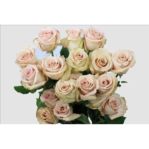 Rosa ec quicksand