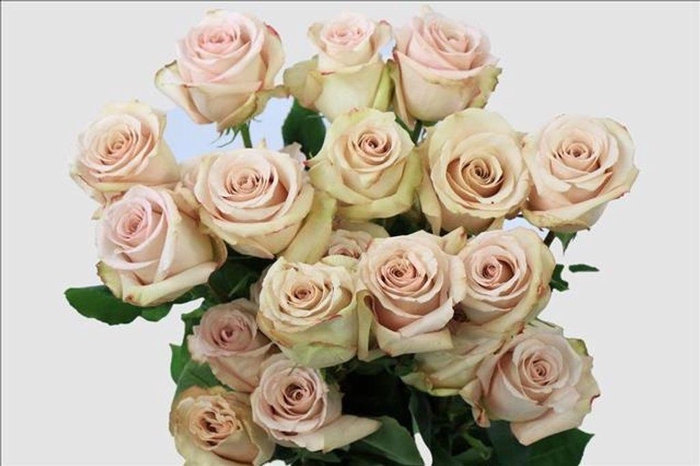 <h4>Rosa ec quicksand</h4>