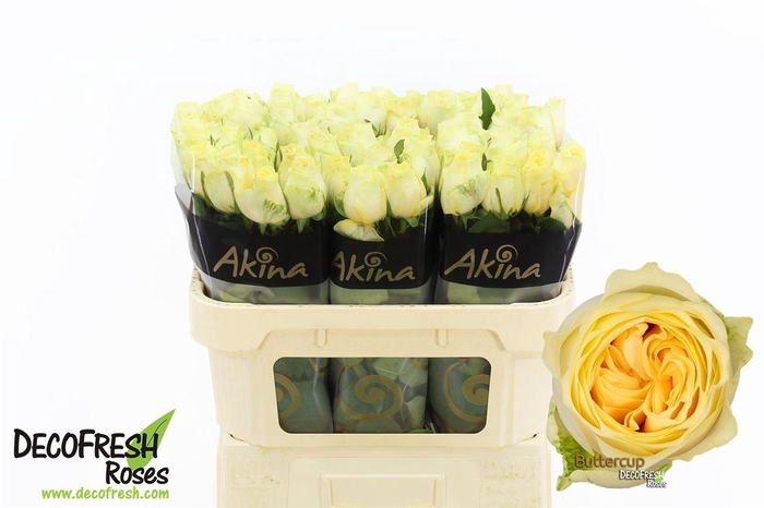 <h4>R Gr Buttercup</h4>