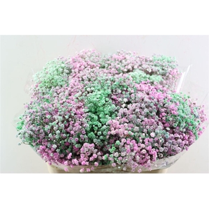 Gyps Pa. Disco Chicago