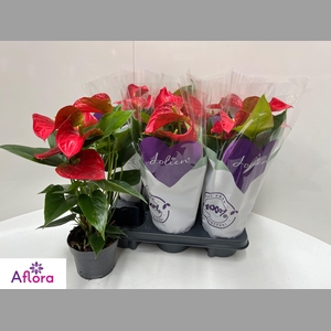 ANTHU AN BAMBINO RED