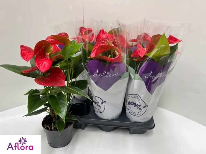 <h4>ANTHU AN BAMBINO RED</h4>