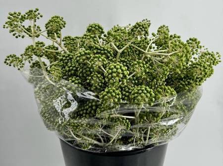 <h4>Aralia Berries</h4>