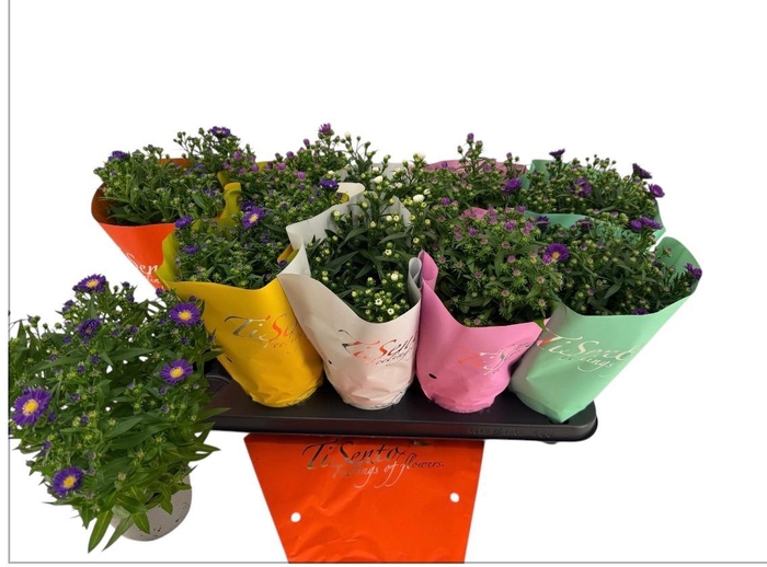 <h4>ASTE STARL GEM</h4>