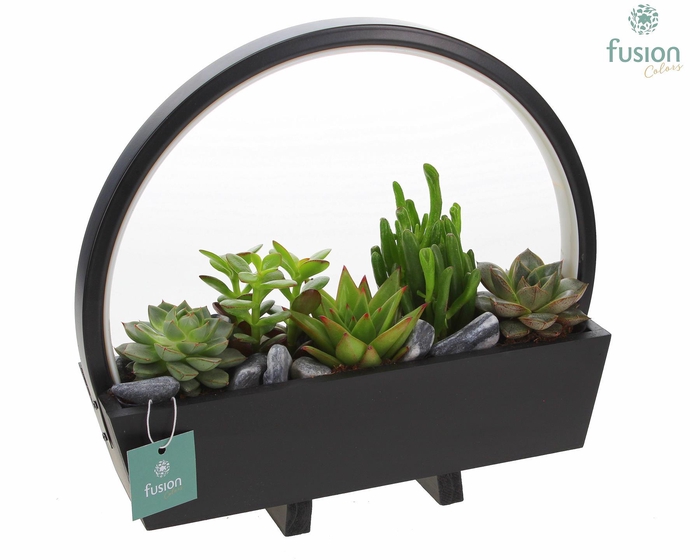 <h4>Lamp LED boog hout met Succulenten mix</h4>