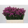 Limonium sinuatum Rosa Sun Birds
