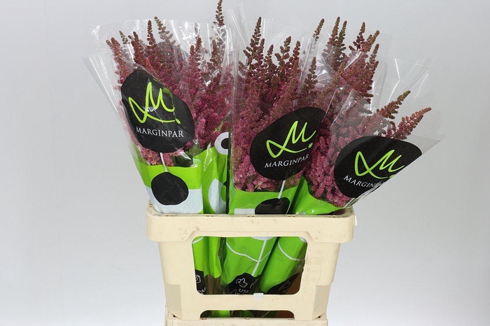 <h4>Astilbe Vision Pink</h4>