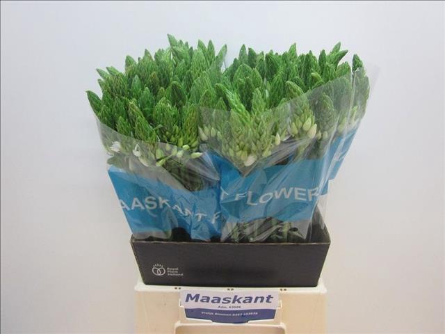 <h4>Ornithogalum Mount Fuji</h4>