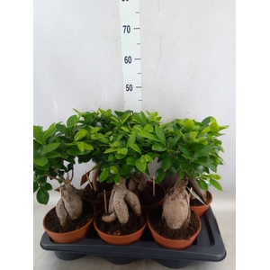 Ficus microcarpa 'Ginseng'