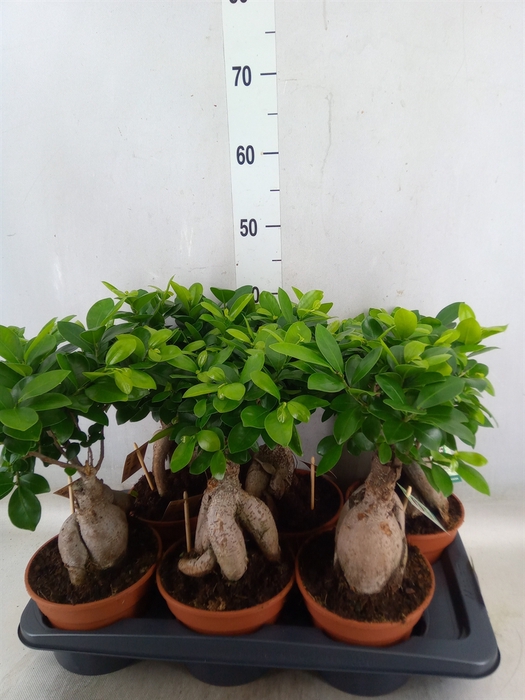 <h4>Ficus microcarpa 'Ginseng'</h4>