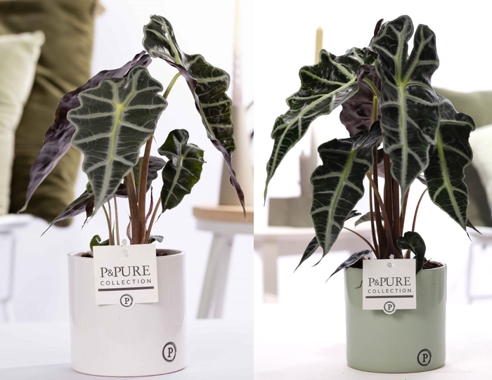 <h4>Alocasia Polly Keramiek Essential</h4>