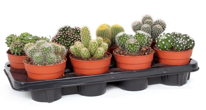 Cactus bollen mix 12 cm
