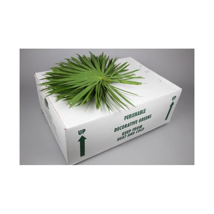 <h4>PALMETTO X25</h4>