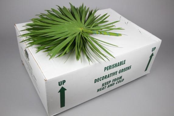 <h4>PALMETTO X25</h4>