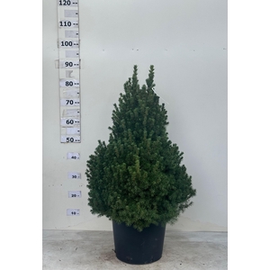PICEA GL CONICA