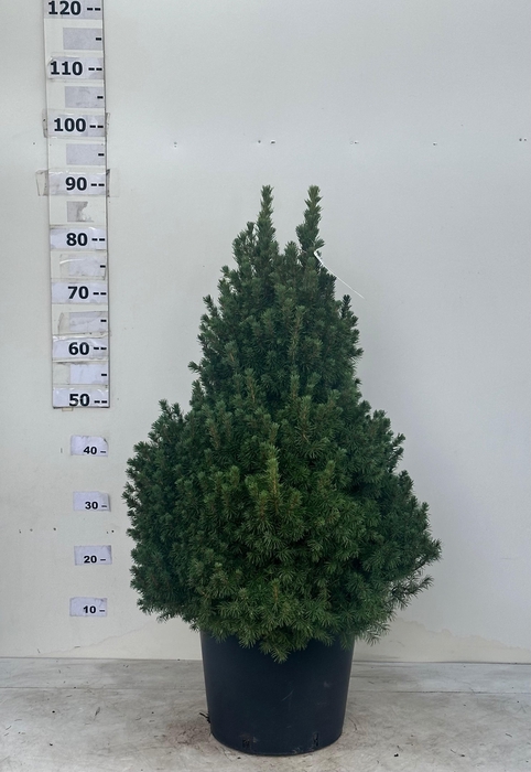 <h4>Picea Gl Conica</h4>
