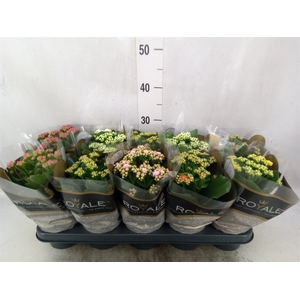 Kalanchoe blos. 'RoyalDon'   ..mix