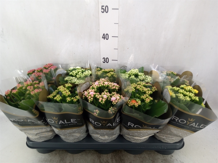 Kalanchoe blos. 'RoyalDon'   ..mix