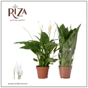Spathiphyllum 12 cm Torelli blanco hoes