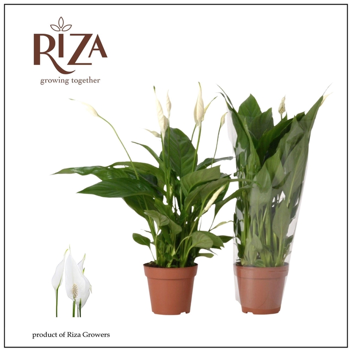 <h4>Spathiphyllum 12 cm Torelli blanco hoes</h4>