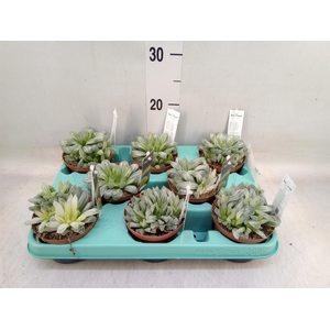 Haworthia cymbiformis