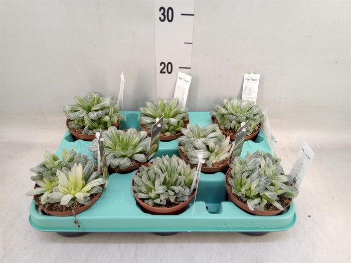 <h4>Haworthia cymbiformis</h4>