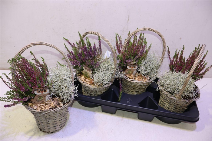 <h4>arr8 Arr Tuinplanten</h4>