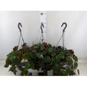 Philodendron scand. subsp. micans