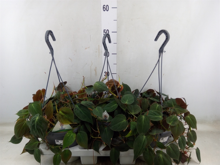 <h4>Philodendron scand. subsp. micans</h4>