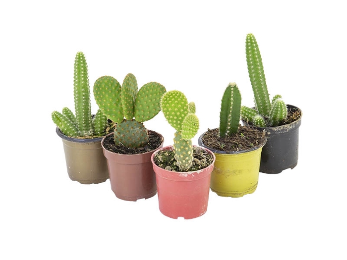<h4>CACTUS MINI P06</h4>