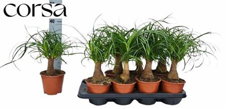 <h4>Beaucarnea Recur</h4>