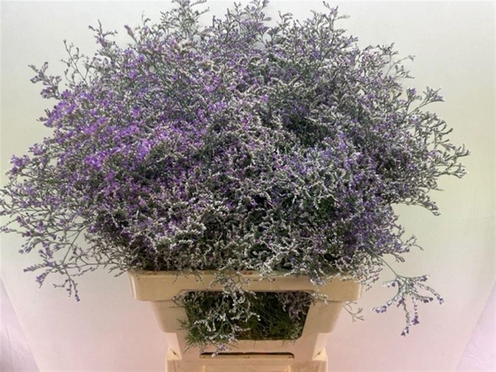 <h4>LIM BELTLAARD</h4>