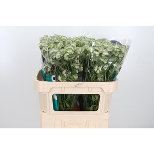 Astr Billion Star Xl