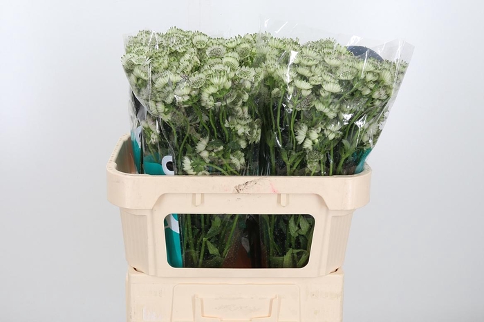 <h4>Astr Billion Star Xl</h4>