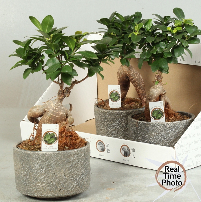 <h4>FIC MI GINSENG</h4>