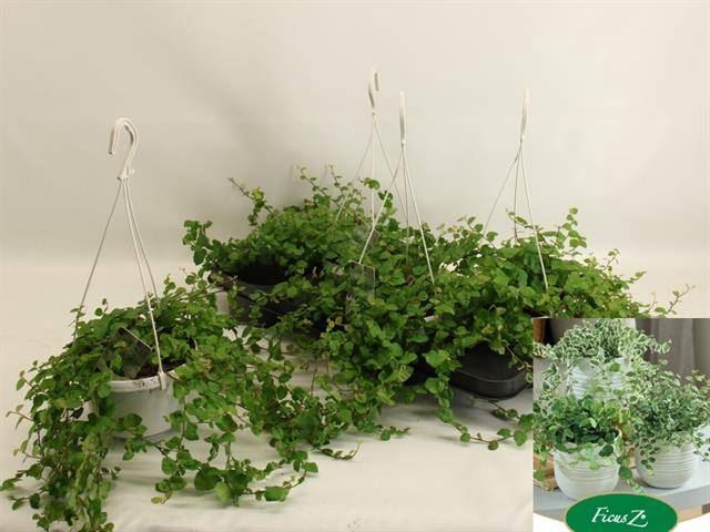 <h4>Ficus pumila 'Sunny Green'</h4>