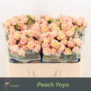 Rosa spray peach yo-yo