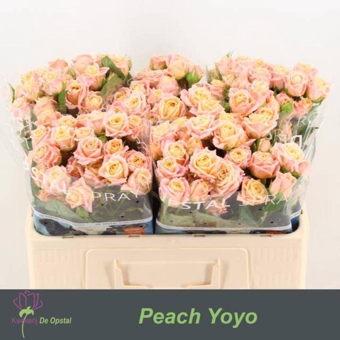 <h4>Rosa spray peach yo-yo</h4>