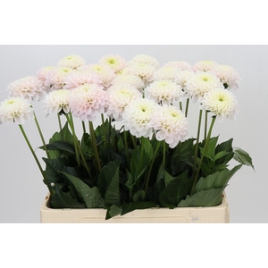 Dahlia Light Wizard