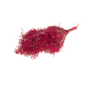 Broom Bloom Bunch Cerise