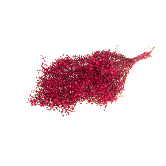 <h4>Broom Bloom Bunch Cerise</h4>