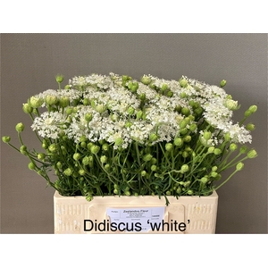 SNIJBLOEMEN OV